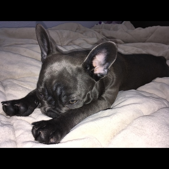 frenchielady